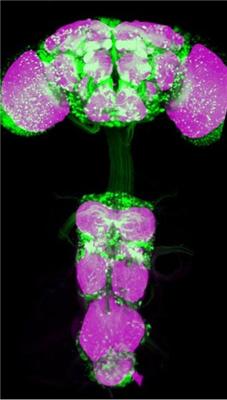 fruit fly neurons in the CNS shown in green Synapses are stained in magenta